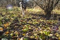 Autumn in the garden of wild apple trees