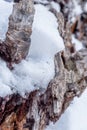 A fallen giant rests in the snow Royalty Free Stock Photo