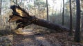 Fallen Giant Tree Blocking Forest Path After Storm Royalty Free Stock Photo