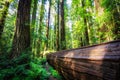 Fallen Giants in the Founders Redwood Grove, Humbolt Redwoods State Park, California Royalty Free Stock Photo