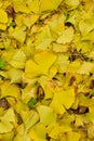 Fallen ginkgo leaves