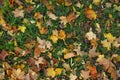 Fallen golden autumn leaves on green grass. Yellow autumn leaves on grass in beautiful fall park, top view. Landscape background Royalty Free Stock Photo