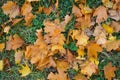 Fallen golden autumn leaves on green grass. Yellow autumn leaves on grass in beautiful fall park, top view. Landscape background Royalty Free Stock Photo