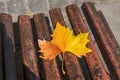 Fallen golden tree leaf on a wooden bench Royalty Free Stock Photo