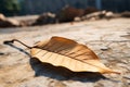 Fallen grace Dried mango leaf adds rustic charm to concrete