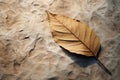 Fallen grace Dried mango leaf adds rustic charm to concrete