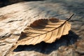 Fallen grace Dried mango leaf adds rustic charm to concrete