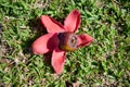 Fallen in the grass red flowers from the tree Bombax Ceiba Blooms the Bombax Ceiba Lat. - Bombax ceiba or Cotton Tree