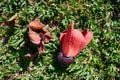 Fallen in the grass red flowers from the tree Bombax Ceiba Blooms the Bombax Ceiba Lat. - Bombax ceiba or Cotton Tree