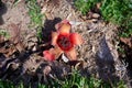 Fallen in the grass red flowers from the tree Bombax Ceiba Blooms the Bombax Ceiba Lat. - Bombax ceiba or Cotton Tree