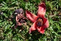 Fallen in the grass red flowers from the tree Bombax Ceiba Blooms the Bombax Ceiba Lat. - Bombax ceiba or Cotton Tree