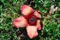 Fallen in the grass red flowers from the tree Bombax Ceiba Blooms the Bombax Ceiba Lat. - Bombax ceiba or Cotton Tree