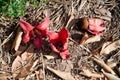 Fallen in the grass red flowers from the tree Bombax Ceiba Blooms the Bombax Ceiba Lat. - Bombax ceiba or Cotton Tree