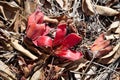 Fallen in the grass red flowers from the tree Bombax Ceiba Blooms the Bombax Ceiba Lat. - Bombax ceiba or Cotton Tree