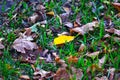 fallen gray leaves on green grass and one bright yellow