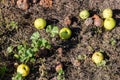 Fallen green apples, including rotten lie on the ground Royalty Free Stock Photo