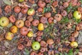 Fallen green apples, mostly rotten lie on ground, top view Royalty Free Stock Photo