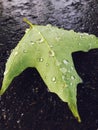 Green leaf on wet pavement with drops Royalty Free Stock Photo