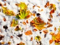 Fallen green and orange dry maple leaf and beech leaf on snow. Royalty Free Stock Photo