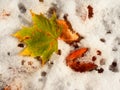 Fallen green and orange dry maple leaf and beech leaf on snow.