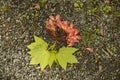 Maple Leaves and Seedpods in Spring Royalty Free Stock Photo