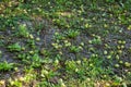 Fallen green and yellow apples, including rotten lie on ground Royalty Free Stock Photo