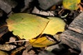 Fallen Green and Yellow Aspen Leaf Royalty Free Stock Photo