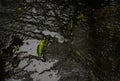 Fallen green and yellow leaves on the wet ground in rain