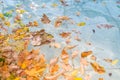 Fallen green, yellow, and orange autumn leaves float on water surface of marble pool. Background photo for seasonal design Royalty Free Stock Photo