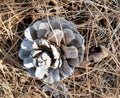 Grey Pine Cone in Bed of Needles Royalty Free Stock Photo