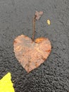 Fallen Heartshaped Leaf