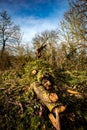 Fallen hedgerow tree Royalty Free Stock Photo