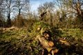 Fallen hedgerow tree Royalty Free Stock Photo
