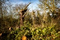 Fallen hedgerow tree Royalty Free Stock Photo