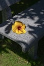 A fallen hibiscus flower on a granite bench in a park in Vietnam Royalty Free Stock Photo