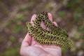 Fallen inflorescences with male flowers of the English walnut, latin name Juglans regia Royalty Free Stock Photo