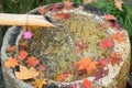 Fallen Japanese autumn maple leaves & flowing water from bamboo pipe