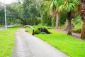 Fallen large tree showing roots uprooted and toppled down over a walkway aftermath of a violent disaster hurrican