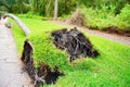 Fallen large tree showing roots uprooted and toppled down over a walkway aftermath of a violent disaster hurrican