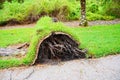 Fallen large tree showing roots uprooted and toppled down over a walkway aftermath of a violent disaster hurrican