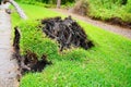 Fallen large tree showing roots uprooted and toppled down over a walkway aftermath of a violent disaster hurrican