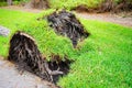 Fallen large tree showing roots uprooted and toppled down over a walkway aftermath of a violent disaster hurrican