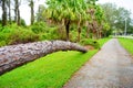 Fallen large tree showing roots uprooted and toppled down over a walkway aftermath of a violent disaster hurrican