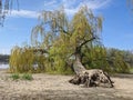 Fallen large willow tree on the sandy river bank Royalty Free Stock Photo