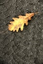 Fallen leaf Royalty Free Stock Photo