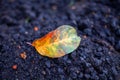 fallen leaf of an apple tree lying on the ground Royalty Free Stock Photo