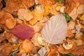 Fallen Leaf Assortment - Autumn