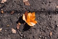 Fallen leaf in autumn on a textured ground