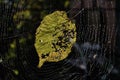 Fallen leaf in a cobweb