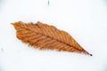 Fallen leaf covered with melting snow on freshly fallen snow